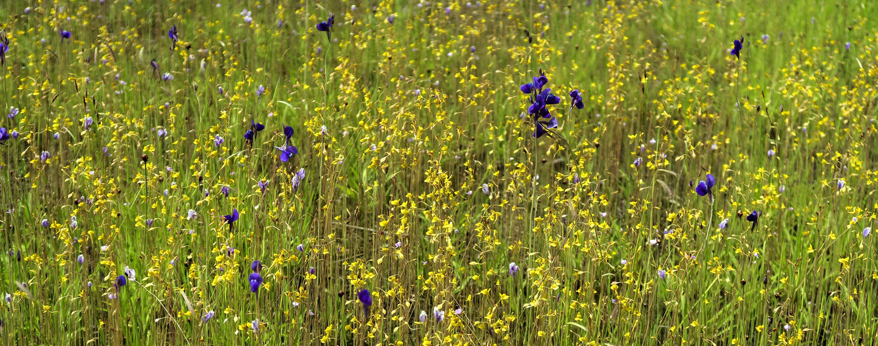 Bublinatka - utricularia